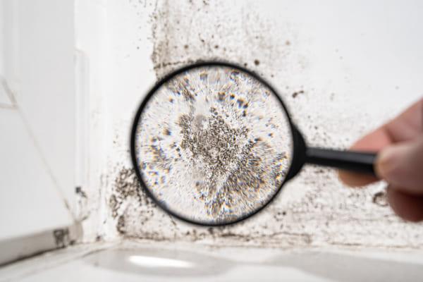Mold-removal-services-2